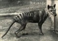 /album/extinct-animals/tasmanian-tiger-jpg/